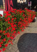 Nos prestations sur le secteur de Schiltigheim dans le Bas-Rhin